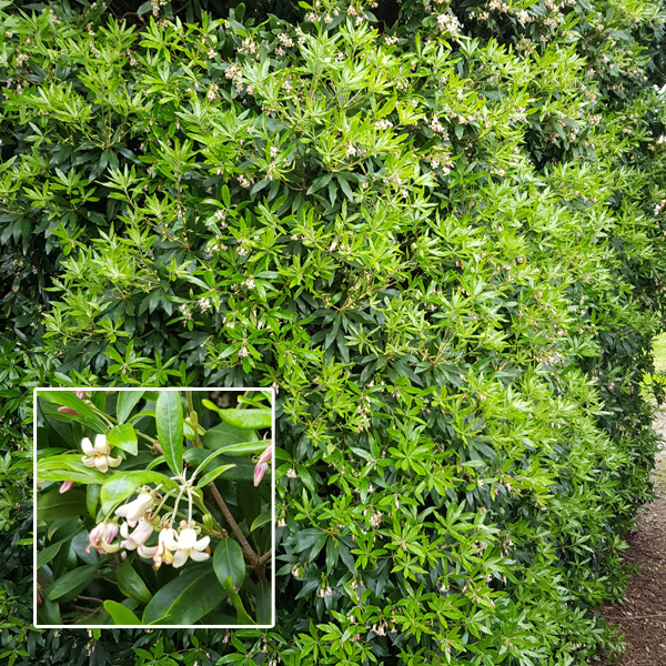 Pittosporum Cut Above