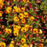 Pultenaea Matted Bush Pea Pplpulmbp - Garden Express Australia
