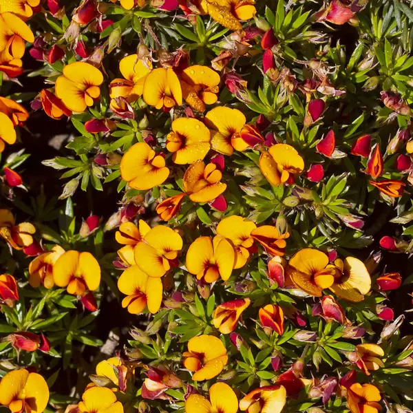 Pultenaea Matted Bush Pea