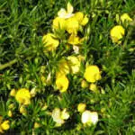 Enviro-friendly Plants That Attract Butterflies Pultenaea Pedunculata - Garden Express Australia