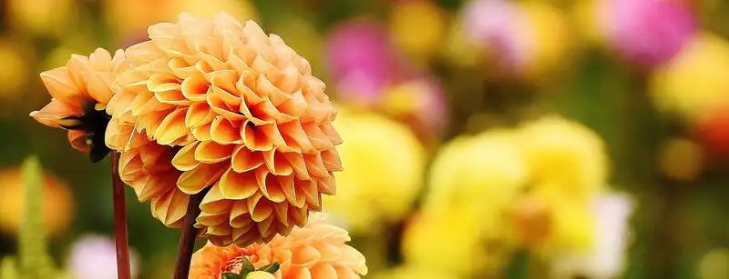 Photinia Growing Guide Rsz Dahlia 1643808 1920 - Garden Express Australia