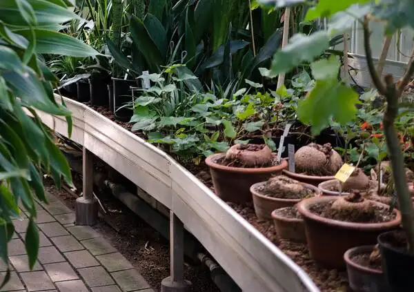 Spring Gardening Tips Rsz Peter Ivey Hansen Unqyet2kvii Unsplash - Garden Express Australia