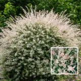 Salix Hakuro Nishiki Variegated Willow Pplsalvwi - Garden Express Australia