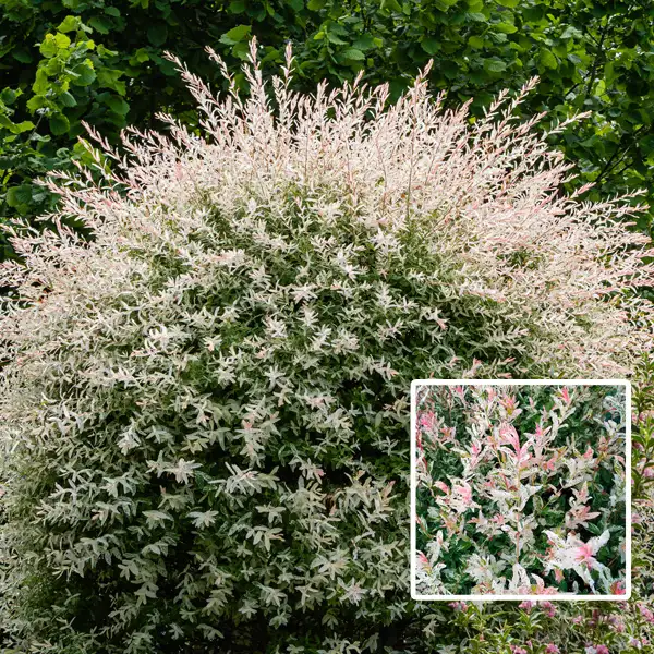 Salix Hakuro Nishiki Variegated Willow Salix Hakuro Nishiki Variegated Willow