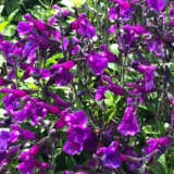 Salvia Ignition Purple Pplsalipu - Garden Express Australia
