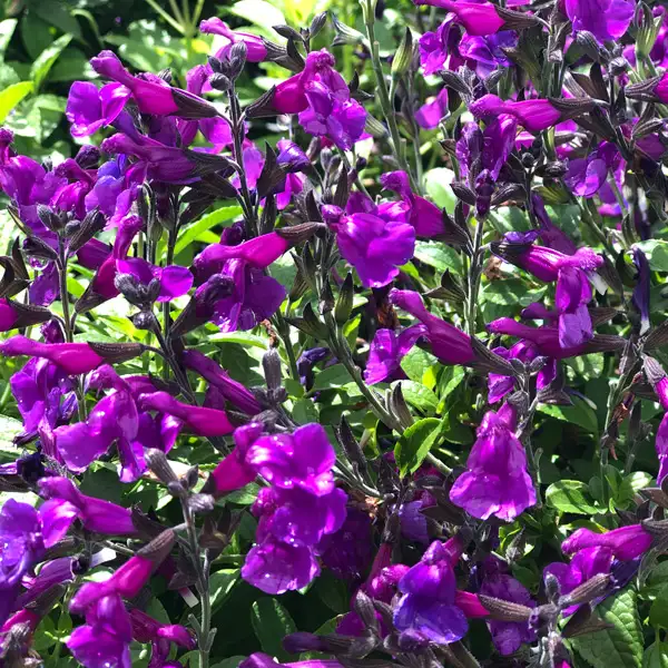 Salvia Ignition Purple