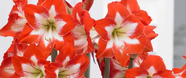 Photinia Growing Guide Sonatini Hippeastrum Eyecatcher Pkhipsey E1600142590552 - Garden Express Australia
