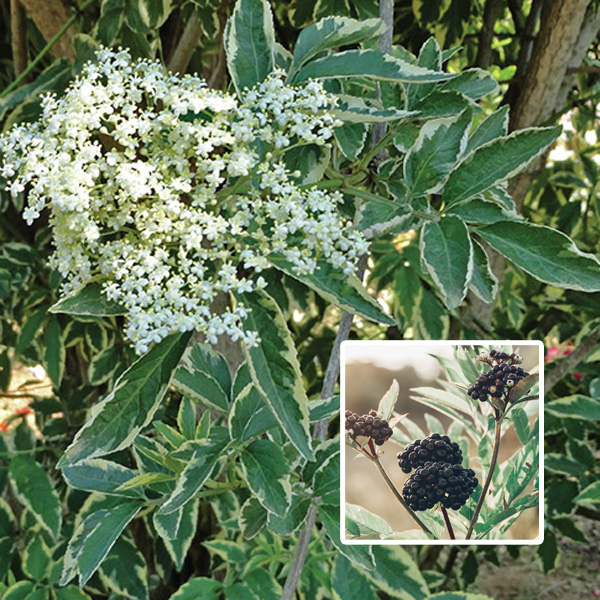 Variegated Elderberry Garden Express