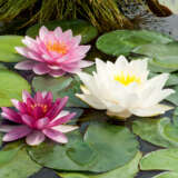 Page 60-61 Waterlilies