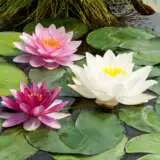 Water Lily Mixed Pkwlimxd - Garden Express Australia