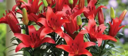 Photinia Growing Guide Webp Net Resizeimage 2 - Garden Express Australia