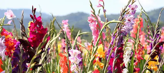 Photinia Growing Guide Webp Net Resizeimage 25 - Garden Express Australia