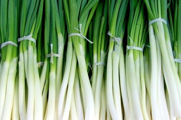 spring onion 