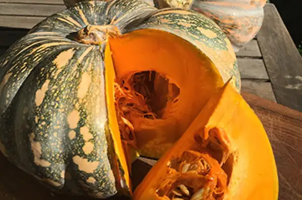 Photinia Growing Guide Webp Net Resizeimage 31 - Garden Express Australia