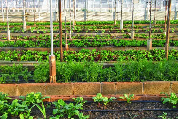 Preparing Your Garden For Spring Webp Net Resizeimage 34 - Garden Express Australia