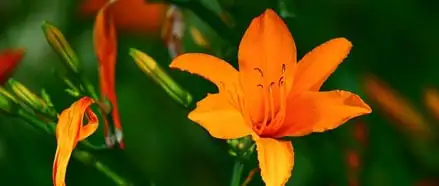 Flowers To Plant In Spring Webp Net Resizeimage 35 - Garden Express Australia