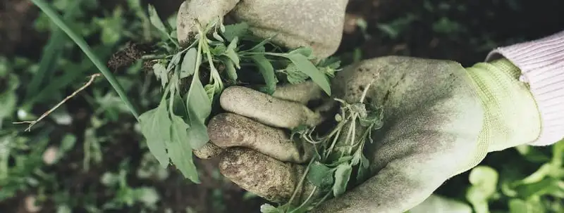 Preparing Your Garden For Spring Webp Net Resizeimage 36 - Garden Express Australia