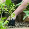 What To Plant In Spring Webp Net Resizeimage 38 - Garden Express Australia