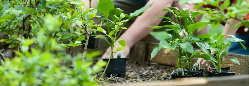 What To Plant In Spring Webp Net Resizeimage 38 - Garden Express Australia