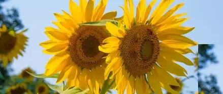 Flowers To Plant In Spring Webp Net Resizeimage 4 - Garden Express Australia