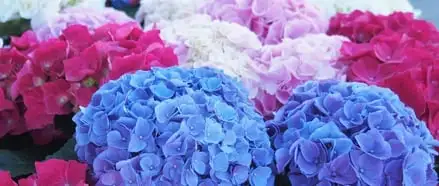 Flowers To Plant In Spring Webp Net Resizeimage 5 - Garden Express Australia