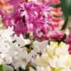 Flowers To Plant In Spring Webp Net Resizeimage 7 - Garden Express Australia