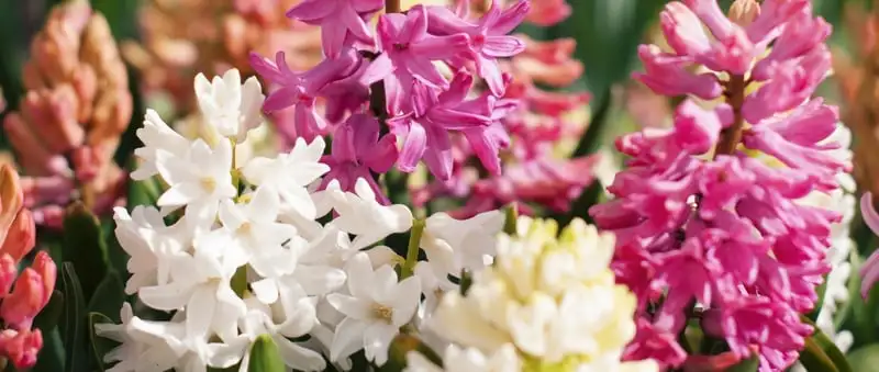 Flowers To Plant In Spring Webp Net Resizeimage 7 - Garden Express Australia