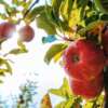 apple fruit trees