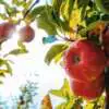 Top Fruits To Grow In Spring Webp Net Resizeimage 8 - Garden Express Australia