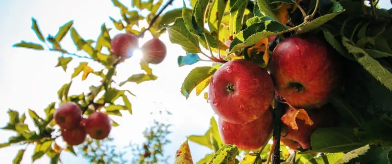 Top Fruits To Grow In Spring Webp Net Resizeimage 8 - Garden Express Australia