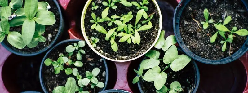 Planting Herbs In Spring Webp Net Resizeimage 9 - Garden Express Australia