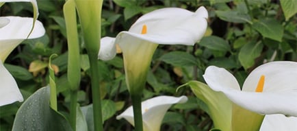 arum lily Bulbs To Plant In Spring