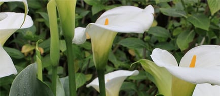 Webp Net Resizeimage - Garden Express Australia