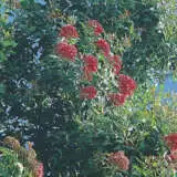 Wildflower Seed Red Flowering Gum Seewserfg - Garden Express Australia