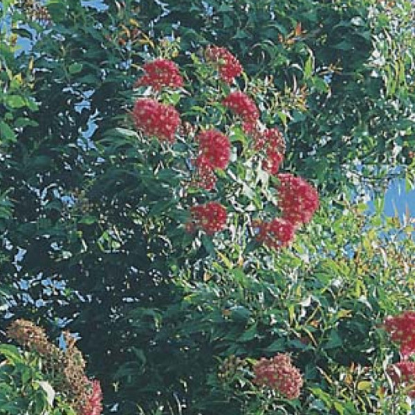 Wildflower Seed – Red Flowering Gum