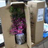 140mm Potted Plants