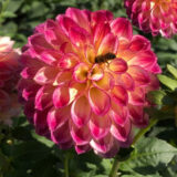 Dahlia Pkdahfpr First Prize - Garden Express Australia