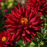 Dahlia Pkdahkma Kenora Macop - Garden Express Australia