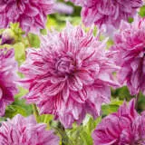 Dahlia Samoan Prince Pkdahsap - Garden Express Australia