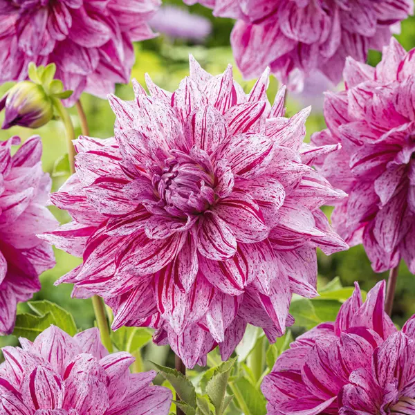 Dahlia Samoan Prince