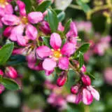 Escallonia Pink Pixie Lpoescppi - Garden Express Australia