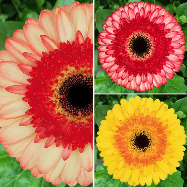 Gerbera Bicolour Collection