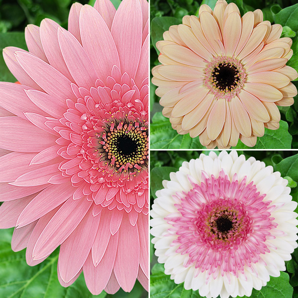 Gerbera Strawberries N Cream Collection