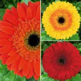 Gerbera Wildfire Coll 2025 Colgerwfi - Garden Express Australia