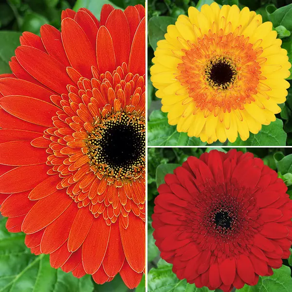 Gerbera Wildfire Collection