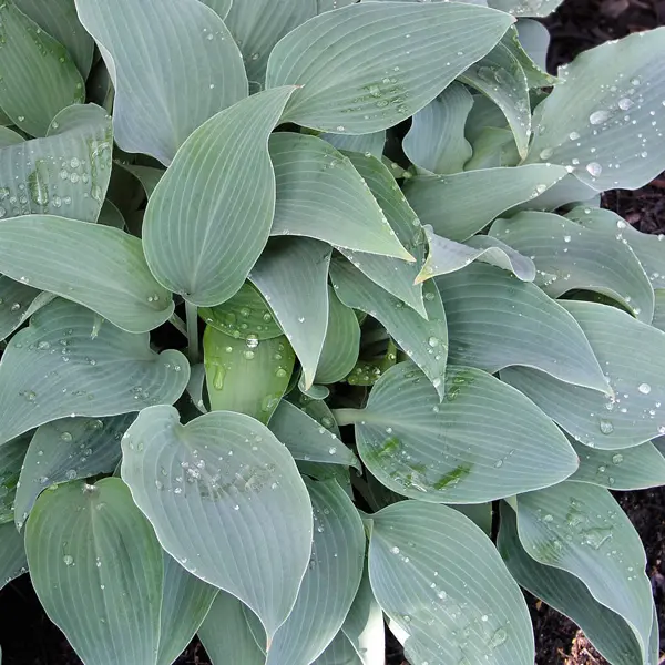 Hosta Fragrant Blue