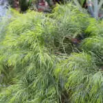 Australian Native Plants For Dry Shade Acacia Cognata Lpoacacog - Garden Express Australia