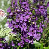 Angelonia Archangel Dark Purple Pplangadp - Garden Express Australia