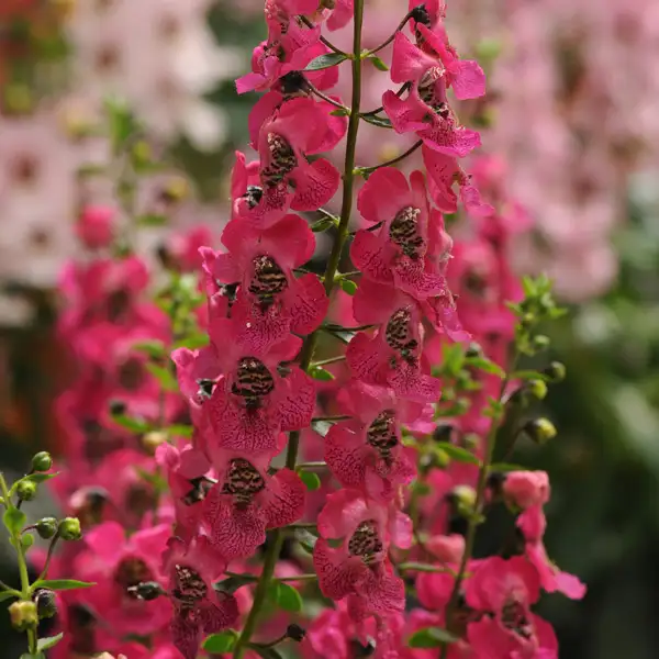 Angelonia Archangel Dark Rose