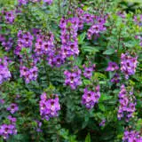 Angelonia Archangel Purple Pplangapu - Garden Express Australia